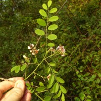 Dalbergia lanceolaria L.f.